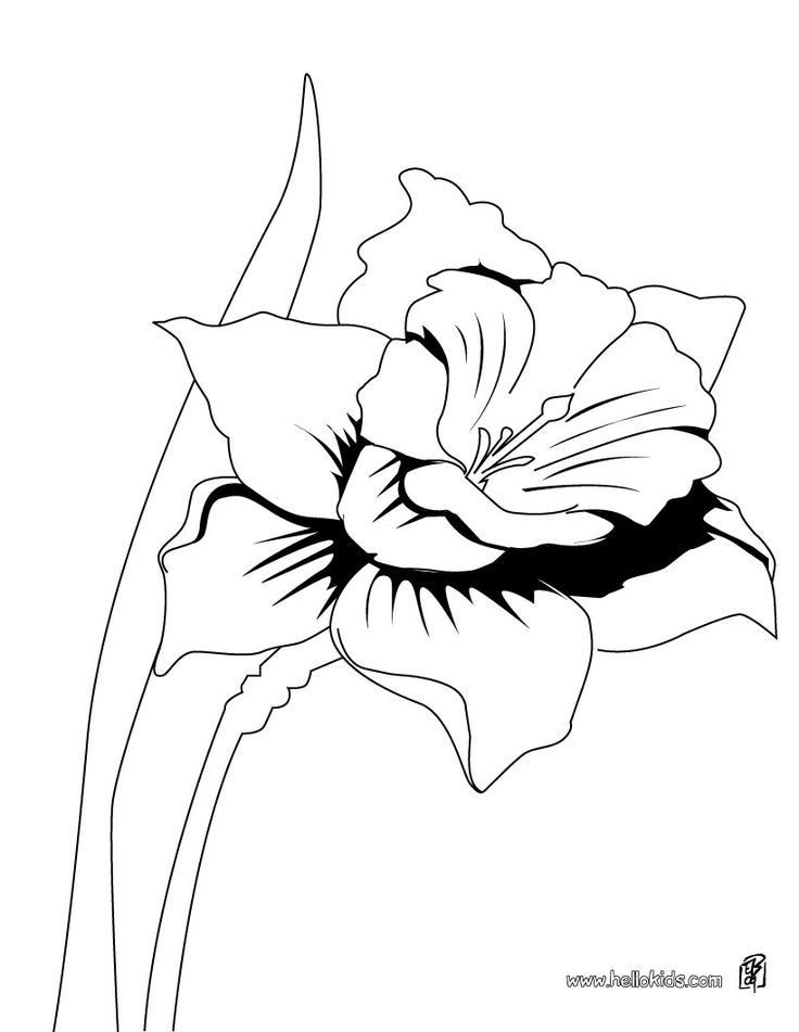 Plansa de colorat cu Narcise 24 17